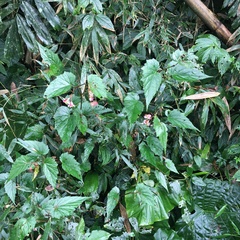 Begonia × buimontana