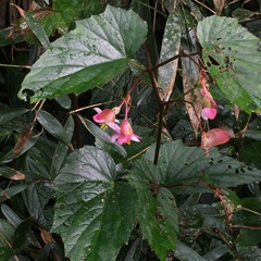 Begonia × buimontana