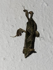 Sacada