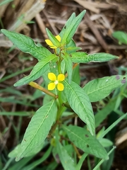 Ludwigia erecta