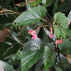 Begonia × buimontana