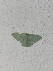 Comostola meritaria