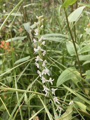 Platanthera dilatata leucostachys