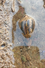 Conus achatinus