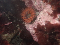 Anthopleura artemisia