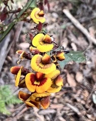 Daviesia leptophylla