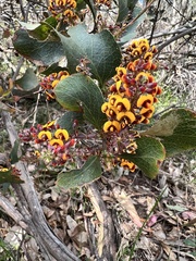 Daviesia leptophylla