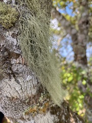 Usnea trichodea