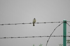 Spizixos semitorques