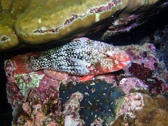 Scarus rubroviolaceus