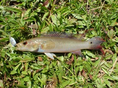 Crenicichla