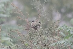 Pycnonotus xanthorrhous