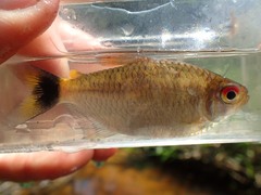 Moenkhausia oligolepis