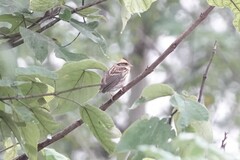 Emberiza elegans