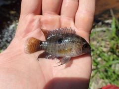 Aequidens tetramerus