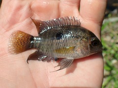 Aequidens tetramerus