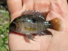 Aequidens tetramerus