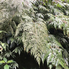 Davallia divaricata