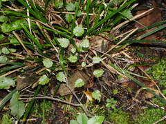 Rubus australis
