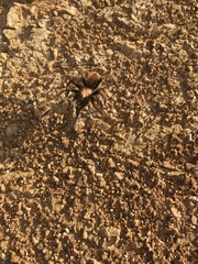 Aphonopelma chalcodes