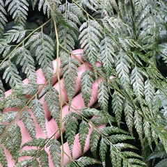 Davallia divaricata