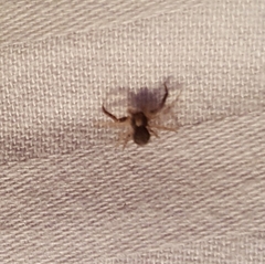 Xysticus
