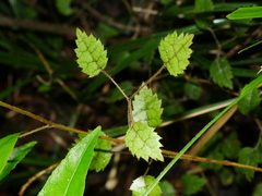 Rubus australis