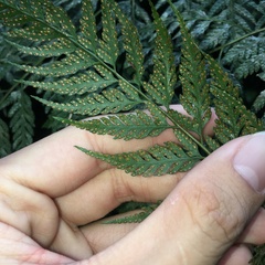 Davallia divaricata