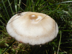 Amanita umbrinolutea