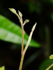 Rubus australis