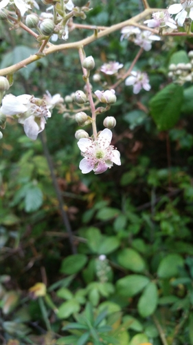 Rubus malagassus image