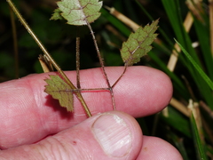 Rubus australis