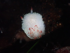 Acanthodoris nanaimoensis