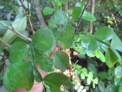 Zanthoxylum fagara