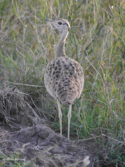 Lissotis melanogaster