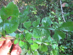 Zanthoxylum fagara