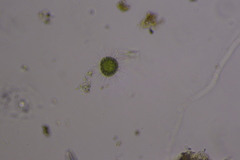 Heliozoa
