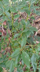 Cinnamomum camphora
