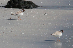 Thinornis cucullatus