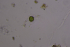 Heliozoa