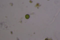 Heliozoa