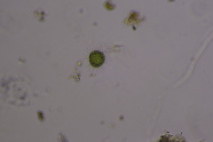 Heliozoa