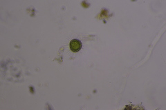 Heliozoa