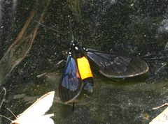 Cosmosoma stibosticta