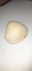 Anadara brasiliana