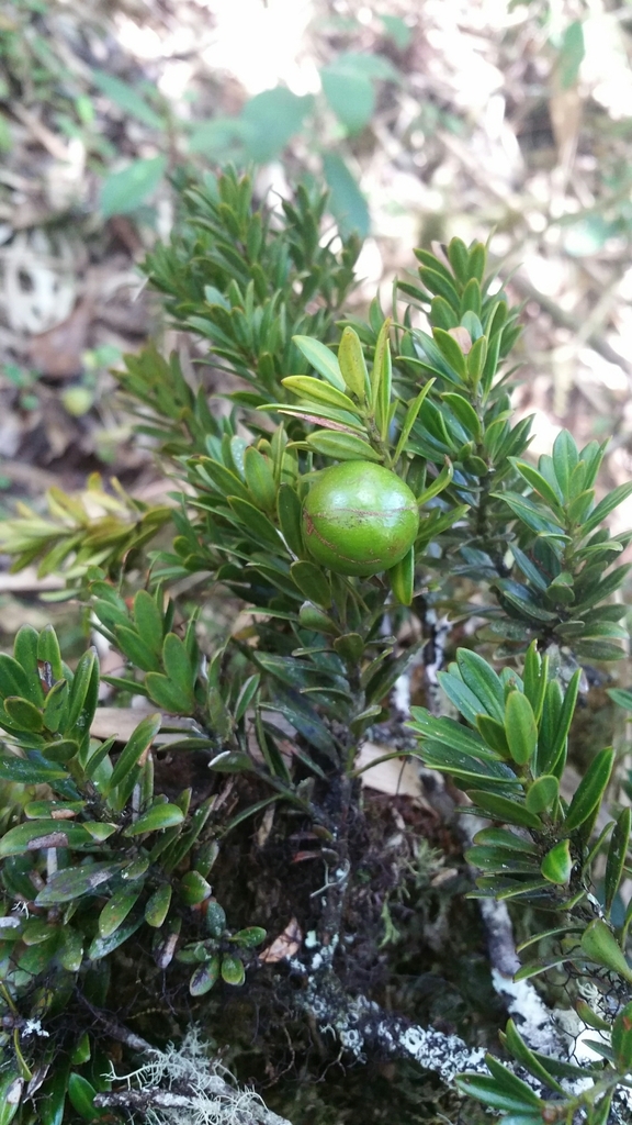 Podocarpus humbertii