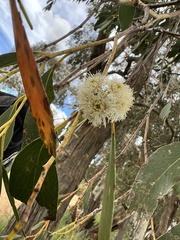 Eucalyptus crebra