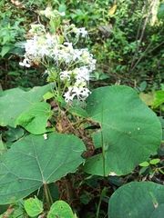 Clerodendrum infortunatum