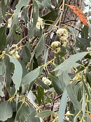 Eucalyptus crebra