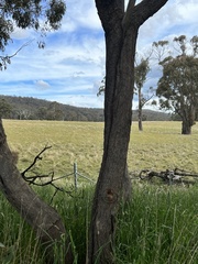 Eucalyptus crebra